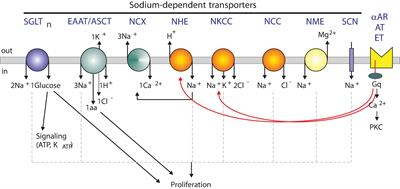 Sodium Transporters in Human Health and Disease